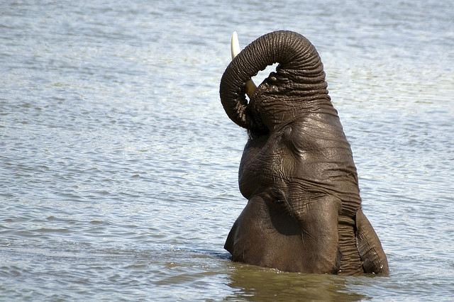 لماذا يمتلك الفيل أذنين كبيرتين ؟ Why do elephants have big ears 1